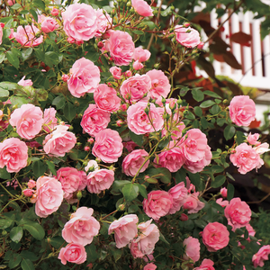 Bledo roza - Pokrovne vrtnice